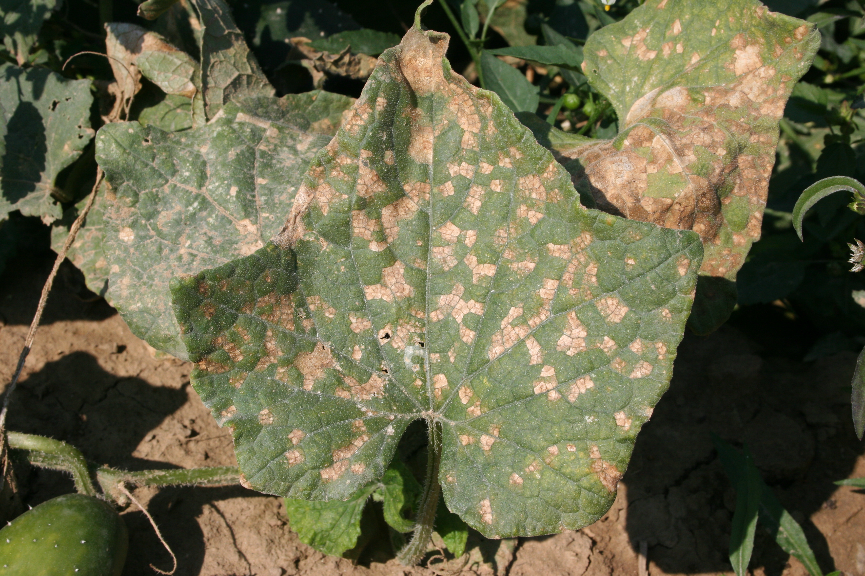 Downy mildew on upper side of cucumber plant foliage.