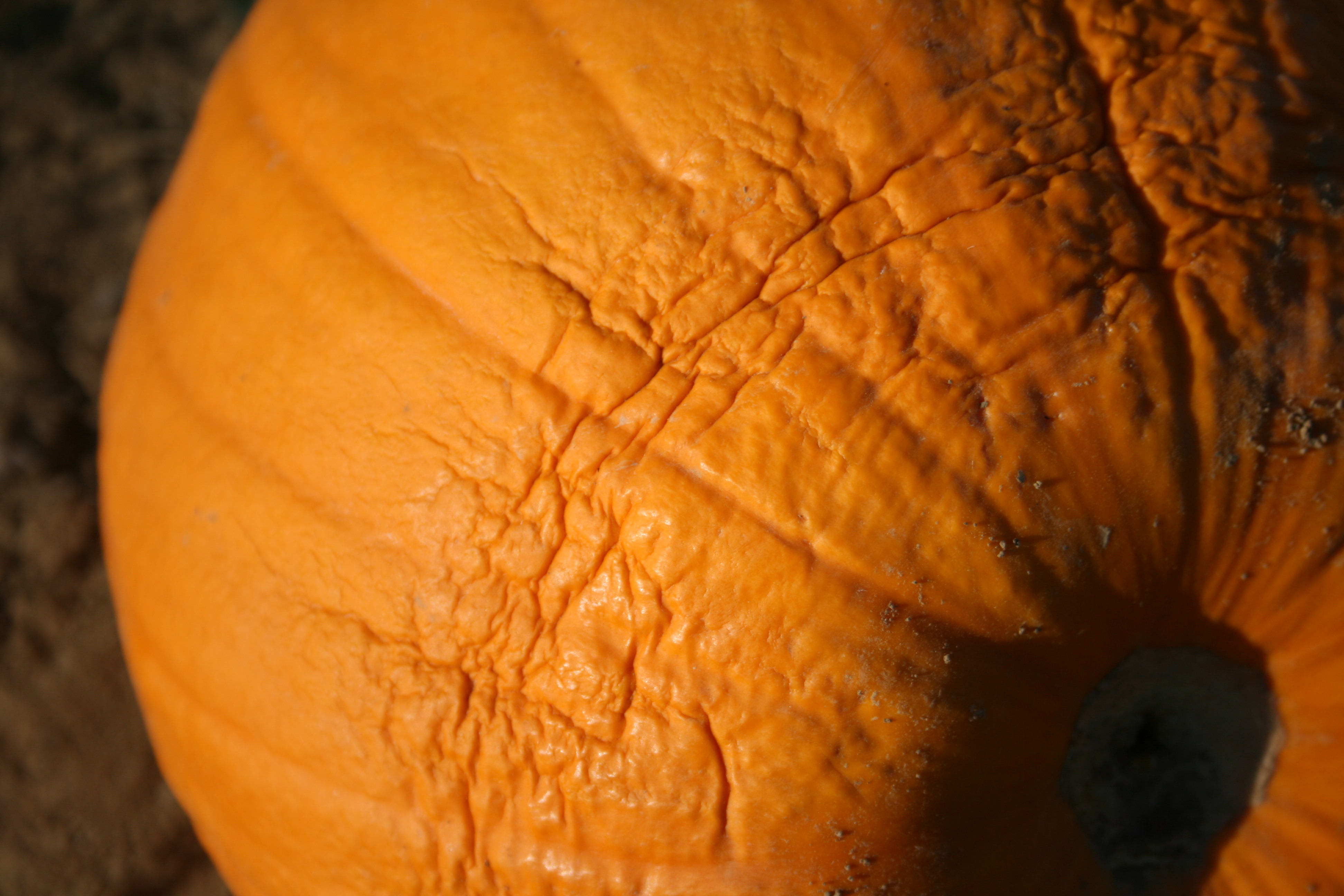 Drought symptoms on pumpkin.