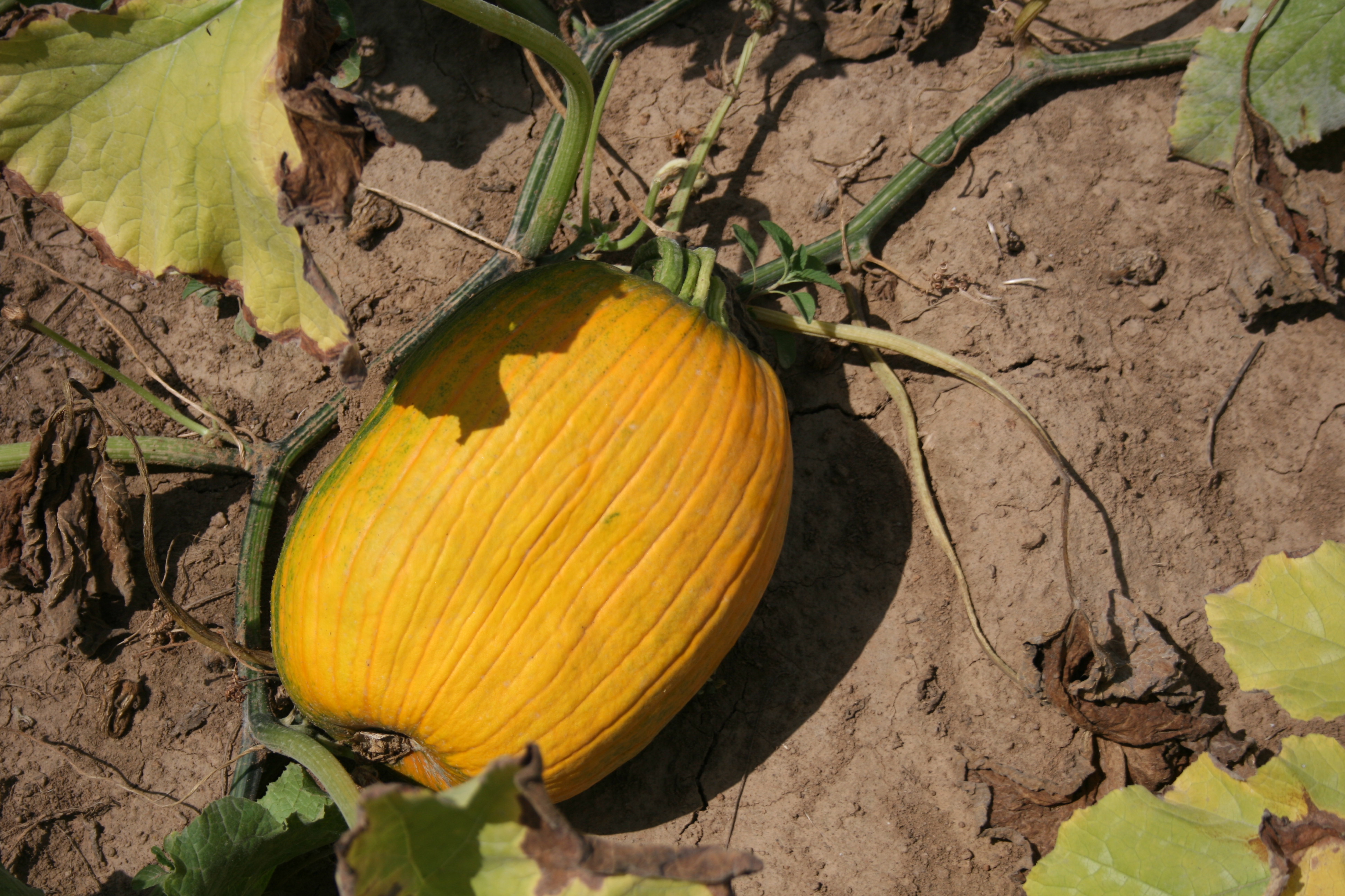 Drought/sunburn symptoms on pumpkin.