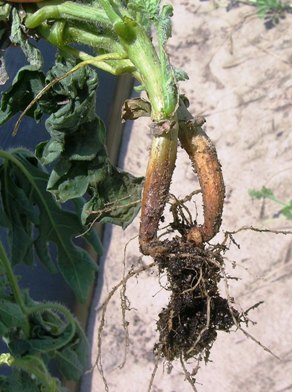 Fusarium crown and root rot