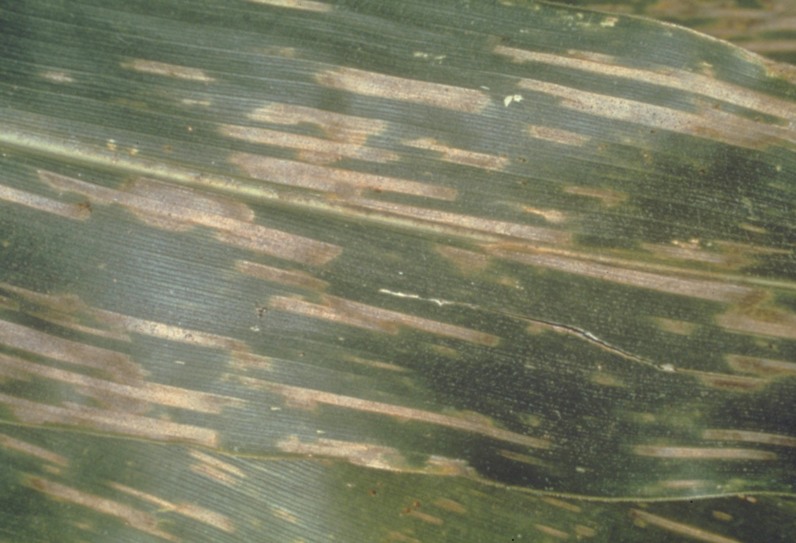 Gray leaf spot