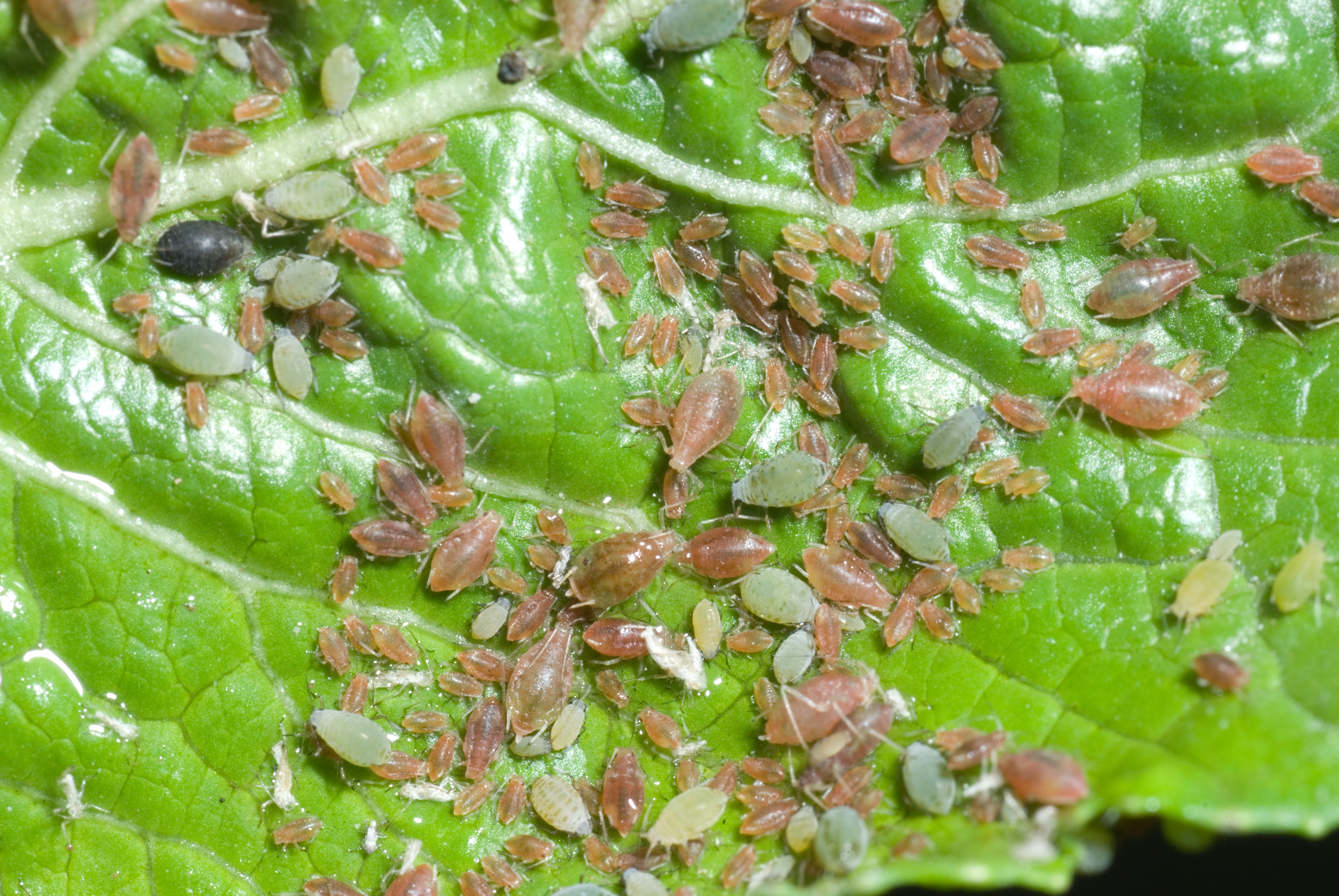 Green peach aphids.