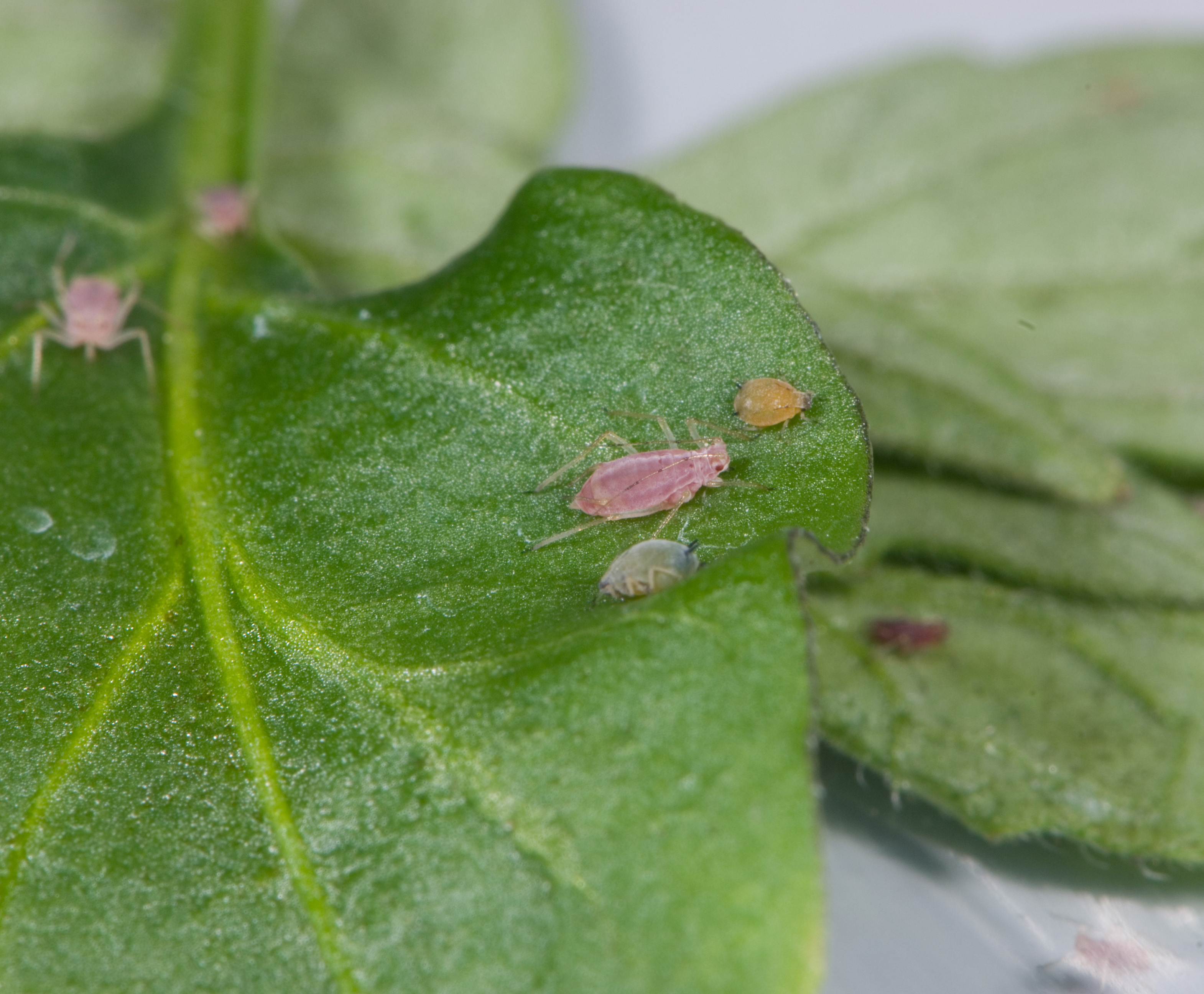 Comparison of size and shape of potato aphid (center) and melon aphids.