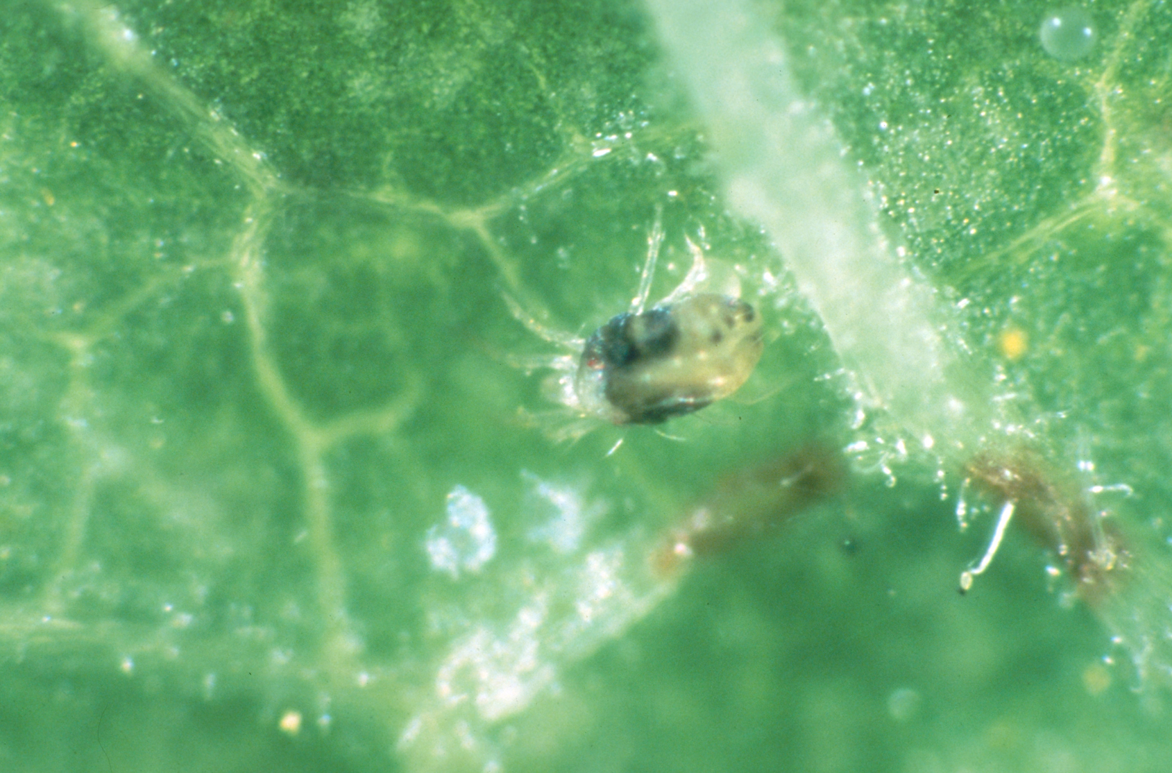 Two-spotted spider mite on tomato.