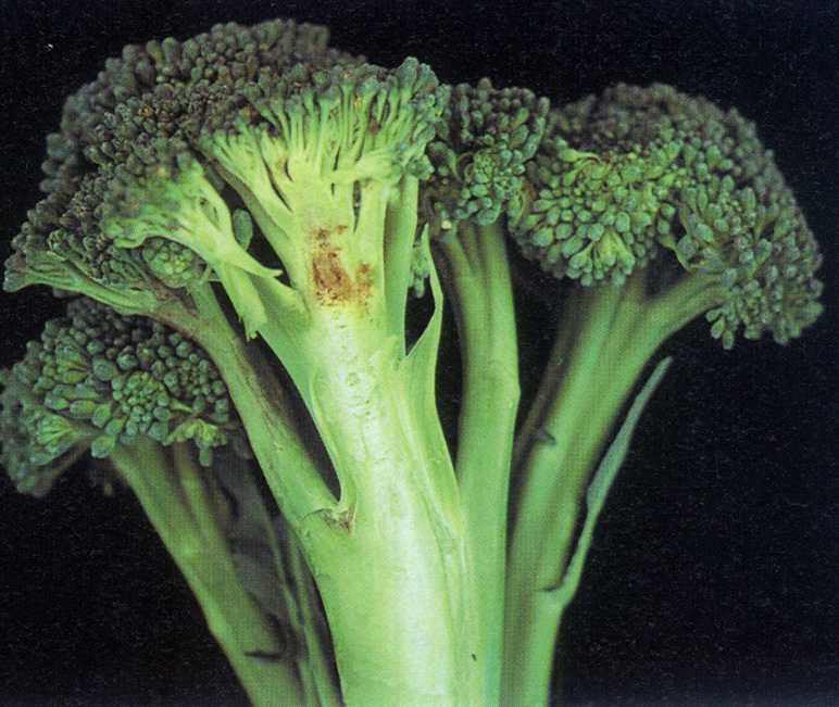 Boron deficiency
