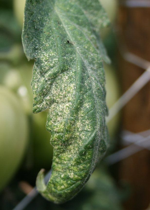 Two-spotted spider mite tomato leaf damage.