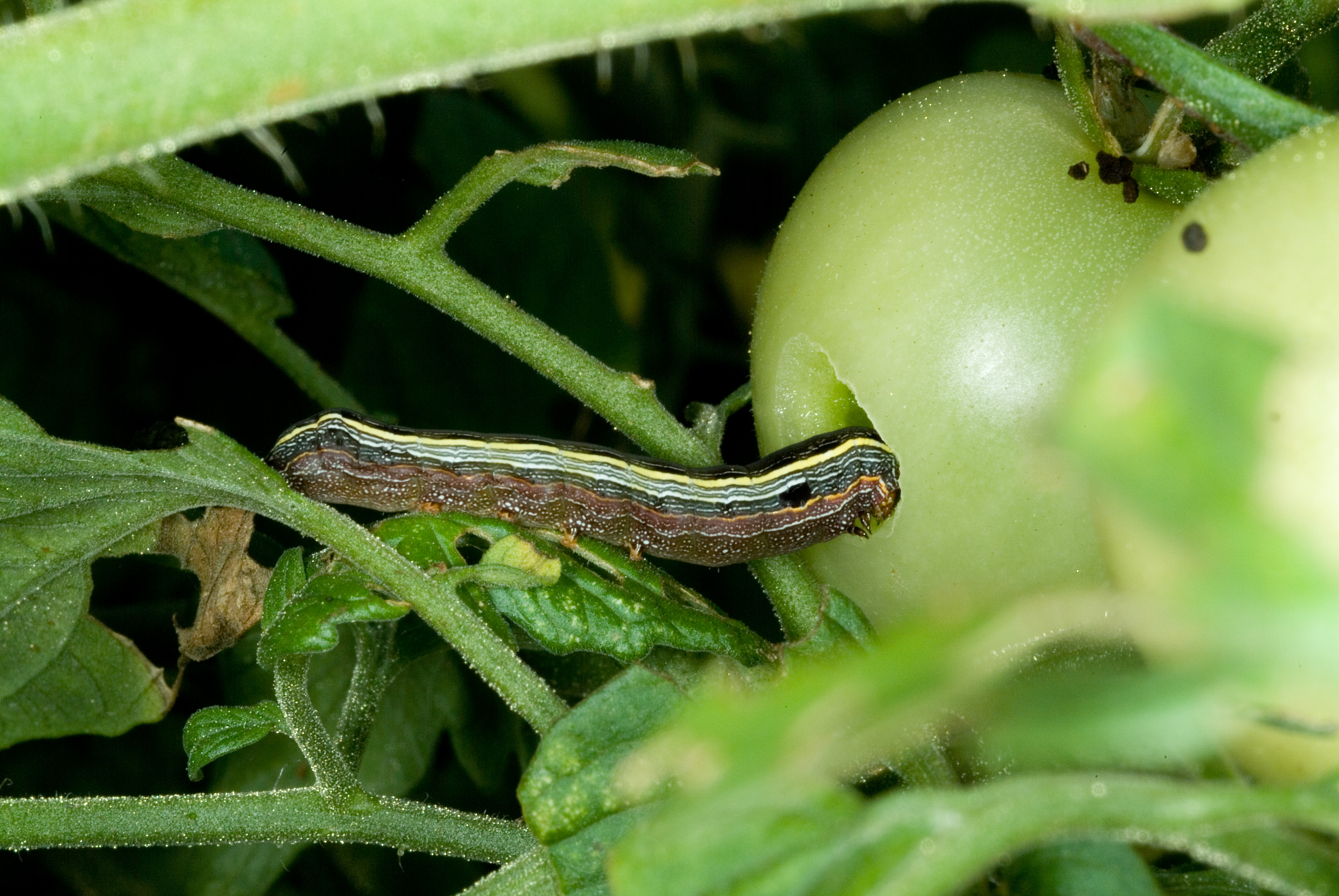 Yellow-striped armyworm in tomato fruit.