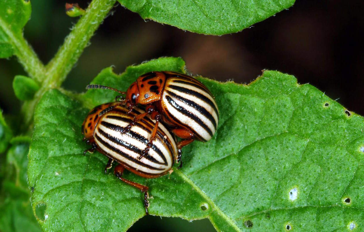 Colorado potato beetles.