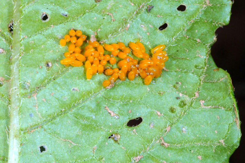 Colorado potato beetle eggs.