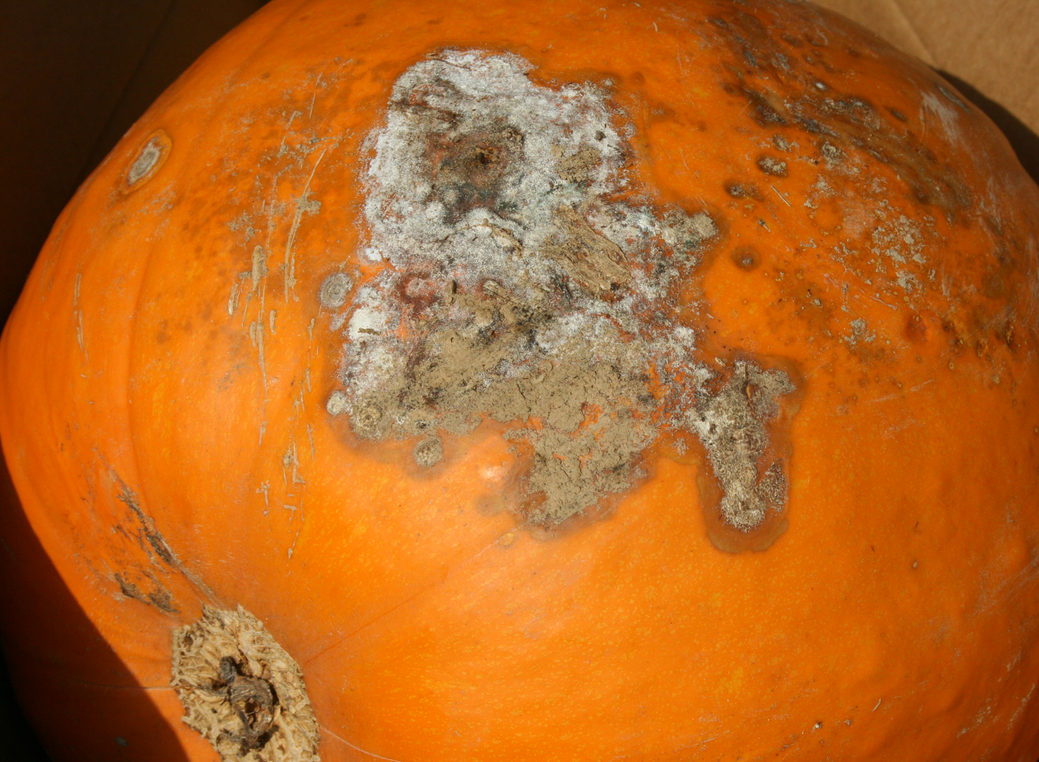 Fusarium fruit rot on pumpkin.