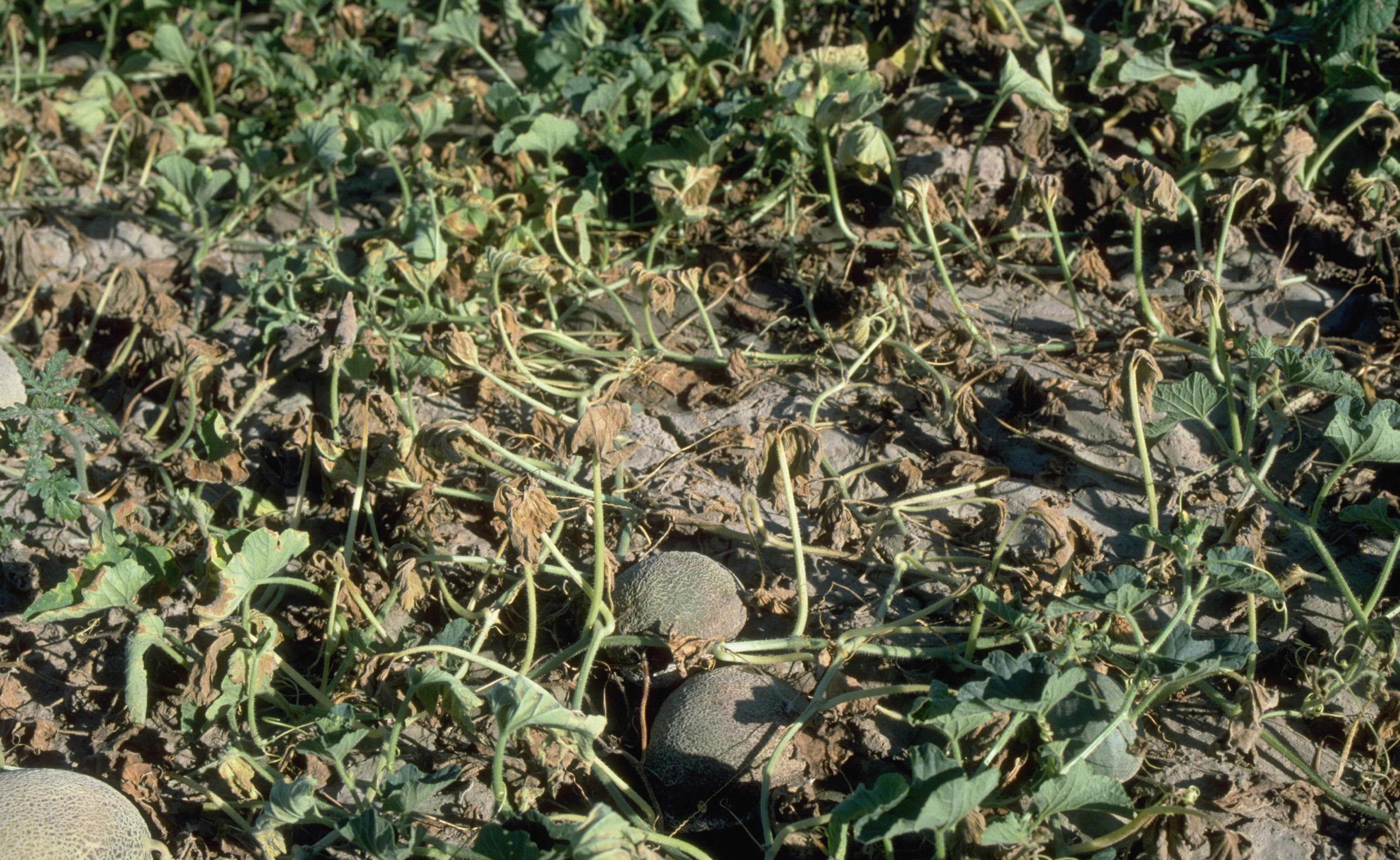 Fusarium wilt symptoms in melon planting.