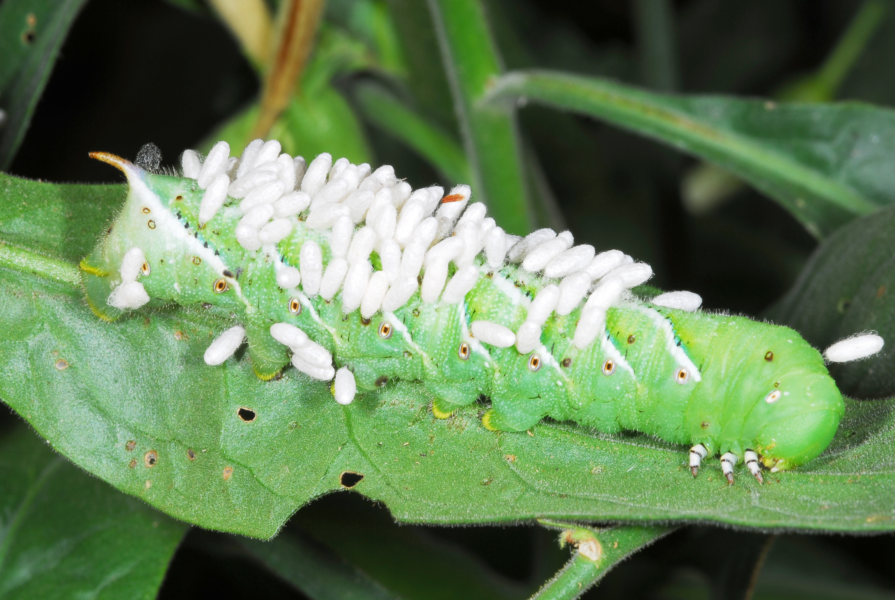 Tobacco hornworm attacked by beneficial wasp.