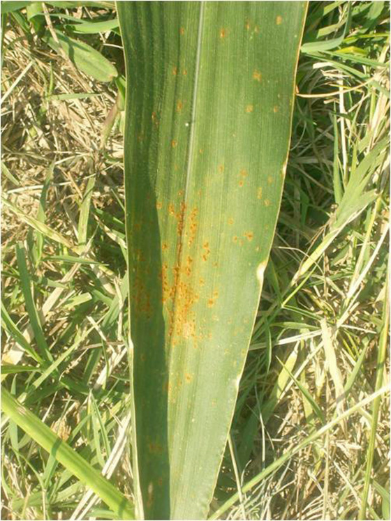 Southern rust