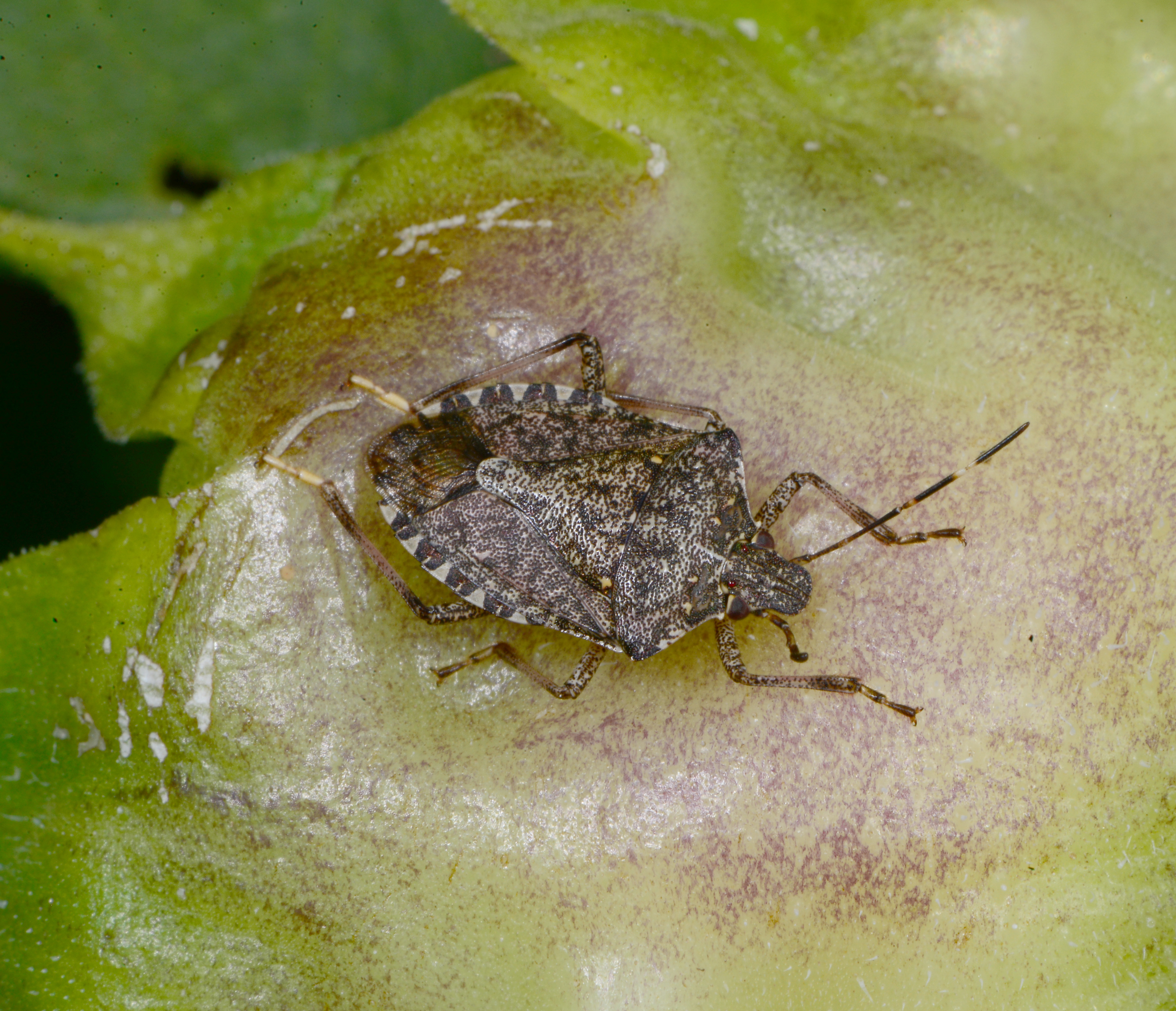 Brown marmorated stink bug.