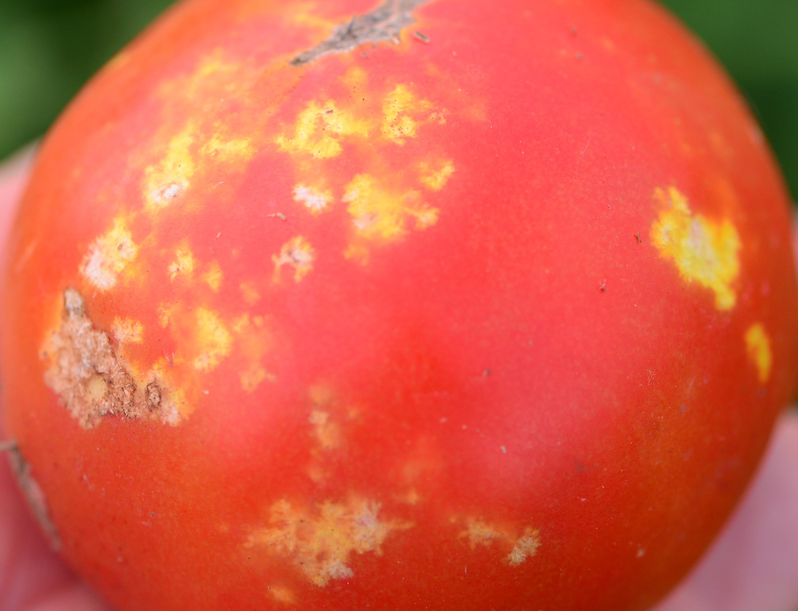 Stink bug damage to tomato.