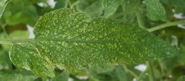 Stippling damage to leaf from two-spotted spider mite.