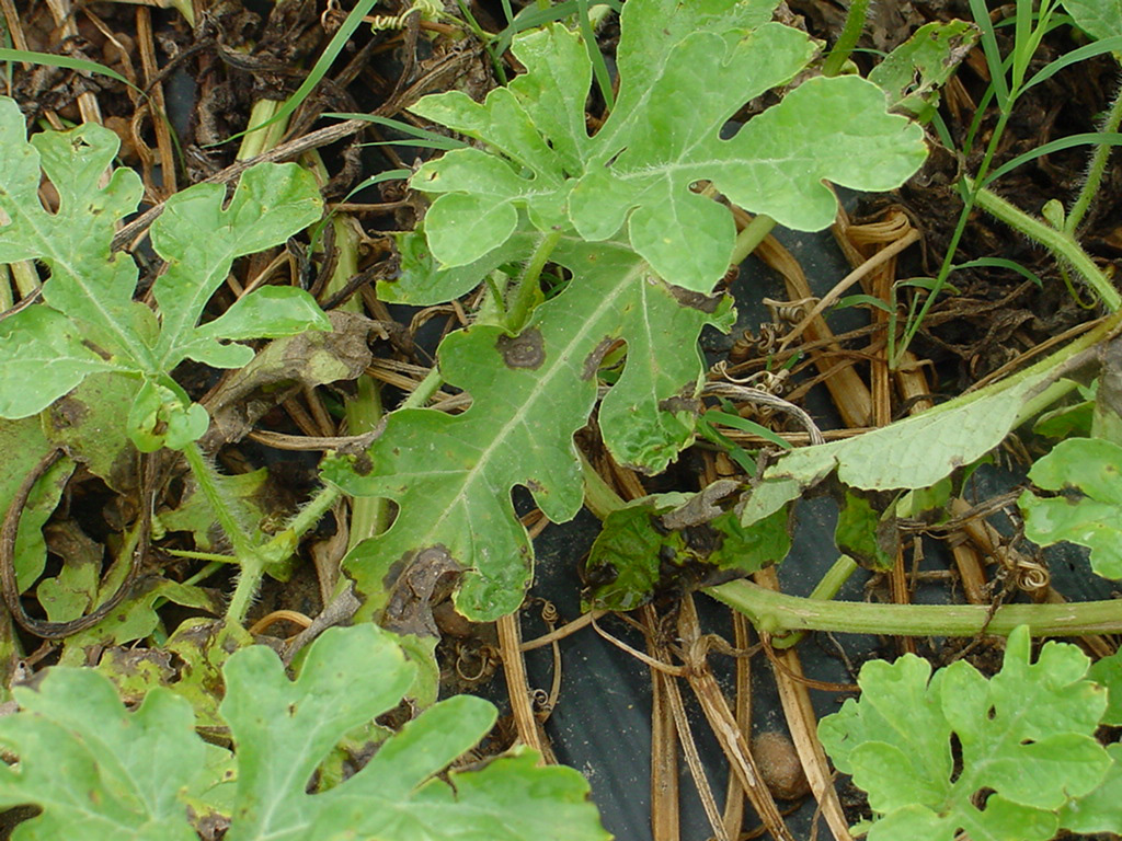 Gummy stem blight symptoms on foliage.