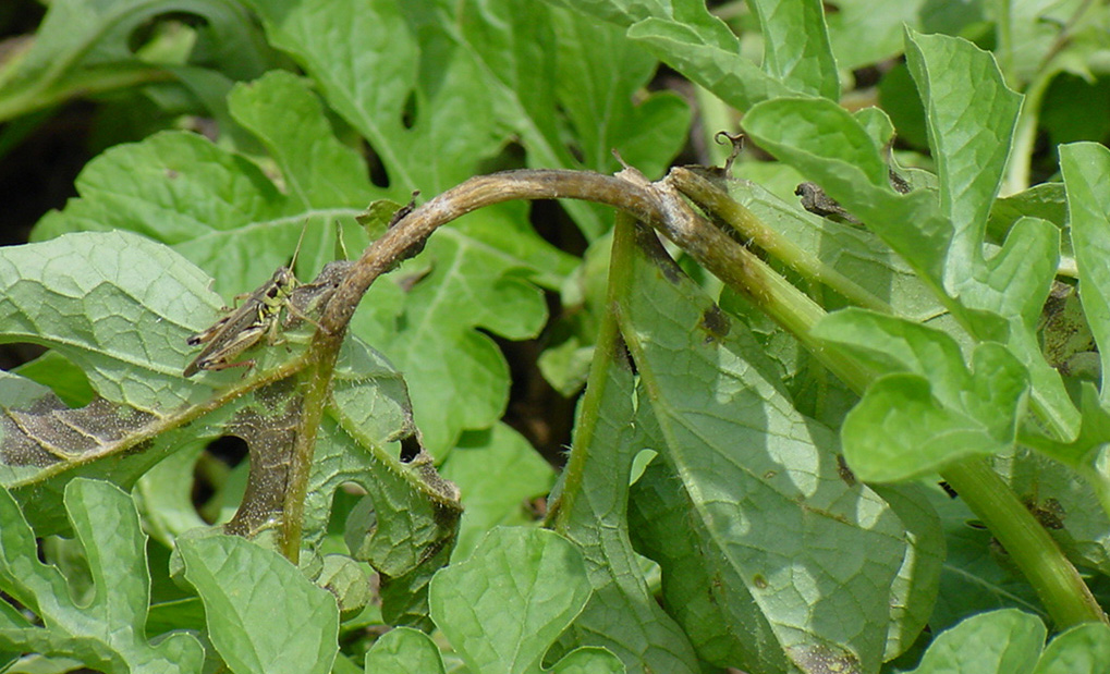 Gummy stem blight symptoms on vine.