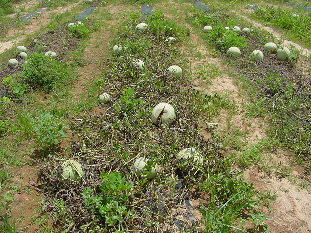 Gummy stem blight in field.