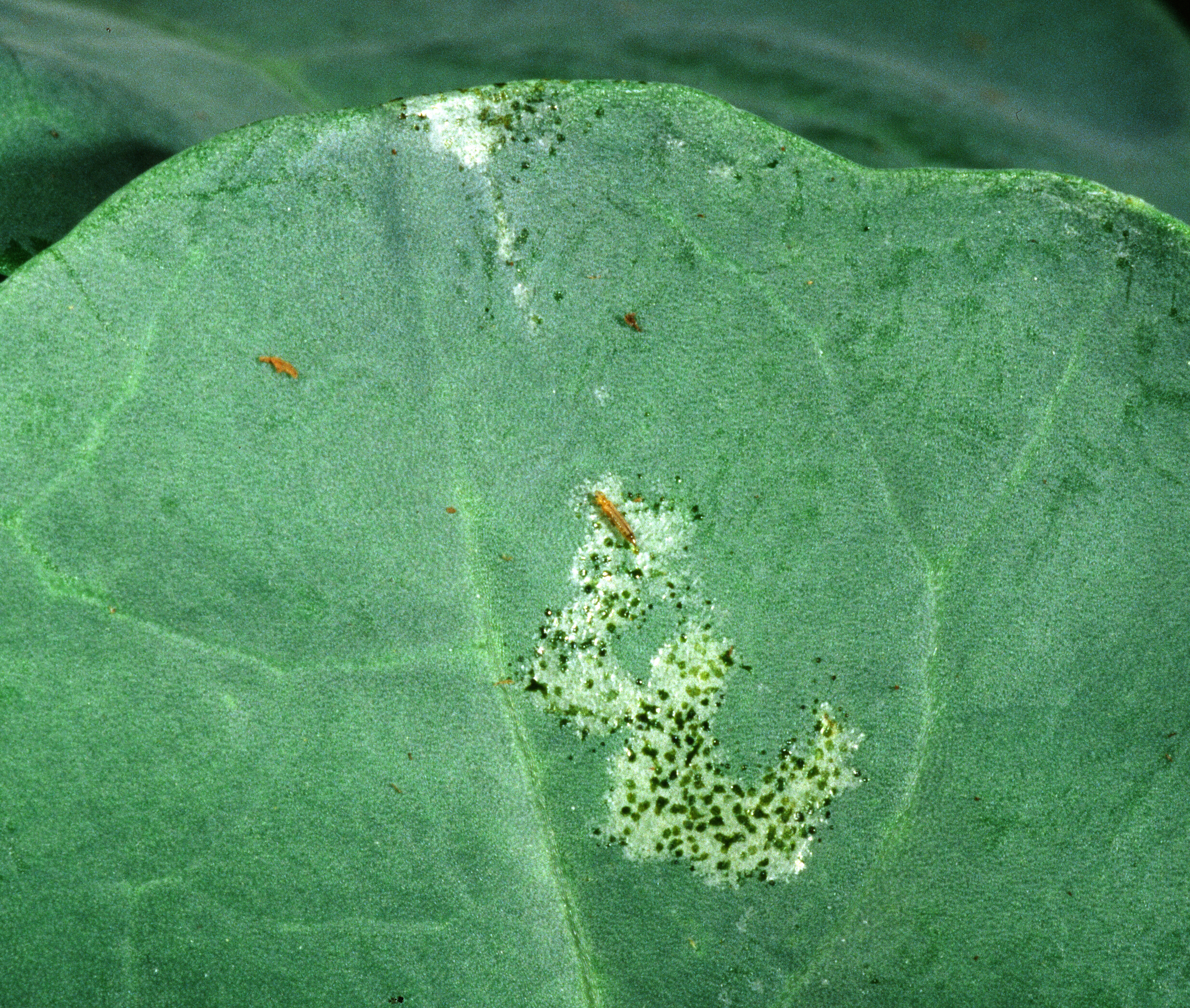 Damage to leaves, along with associated insect waste material (tar spots).