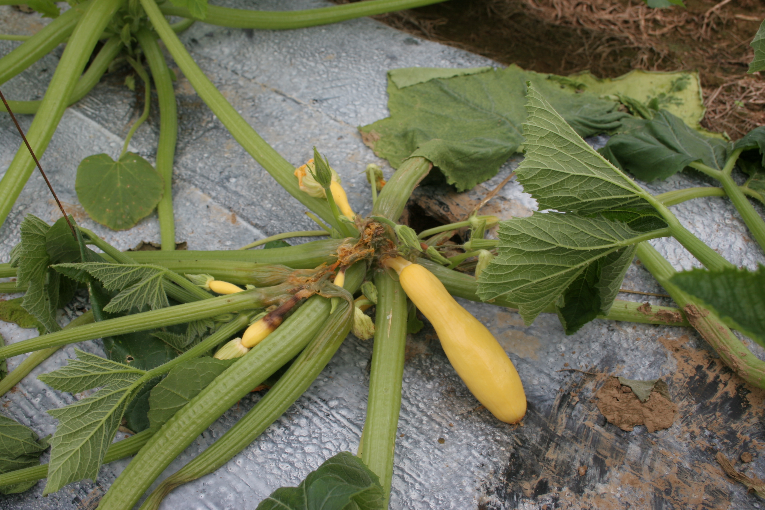Phytophthora blight crown rot on yellow squash.
