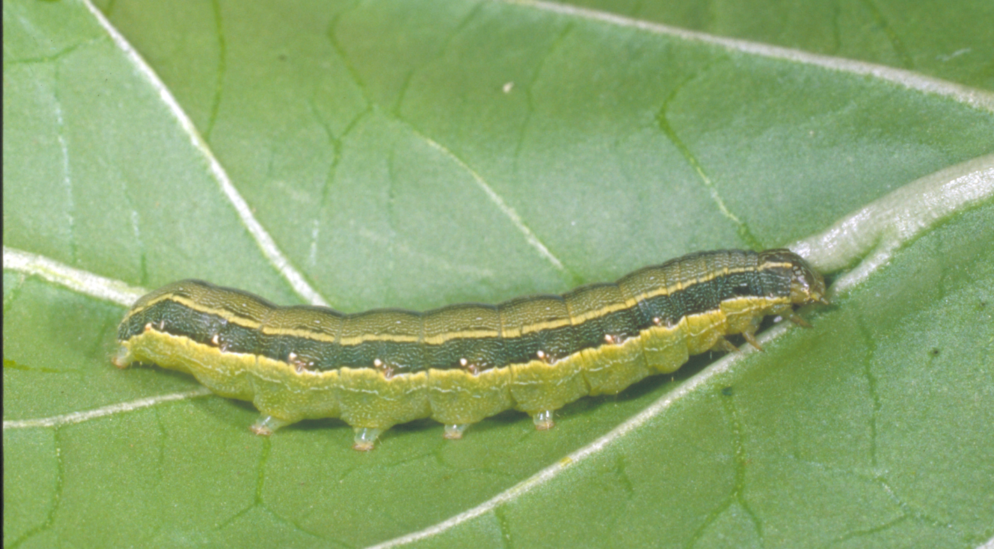 Beet armyworm mature larvae.