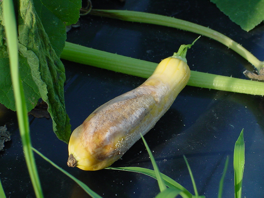 Phytophthora blight fruit rot on yellow squash.