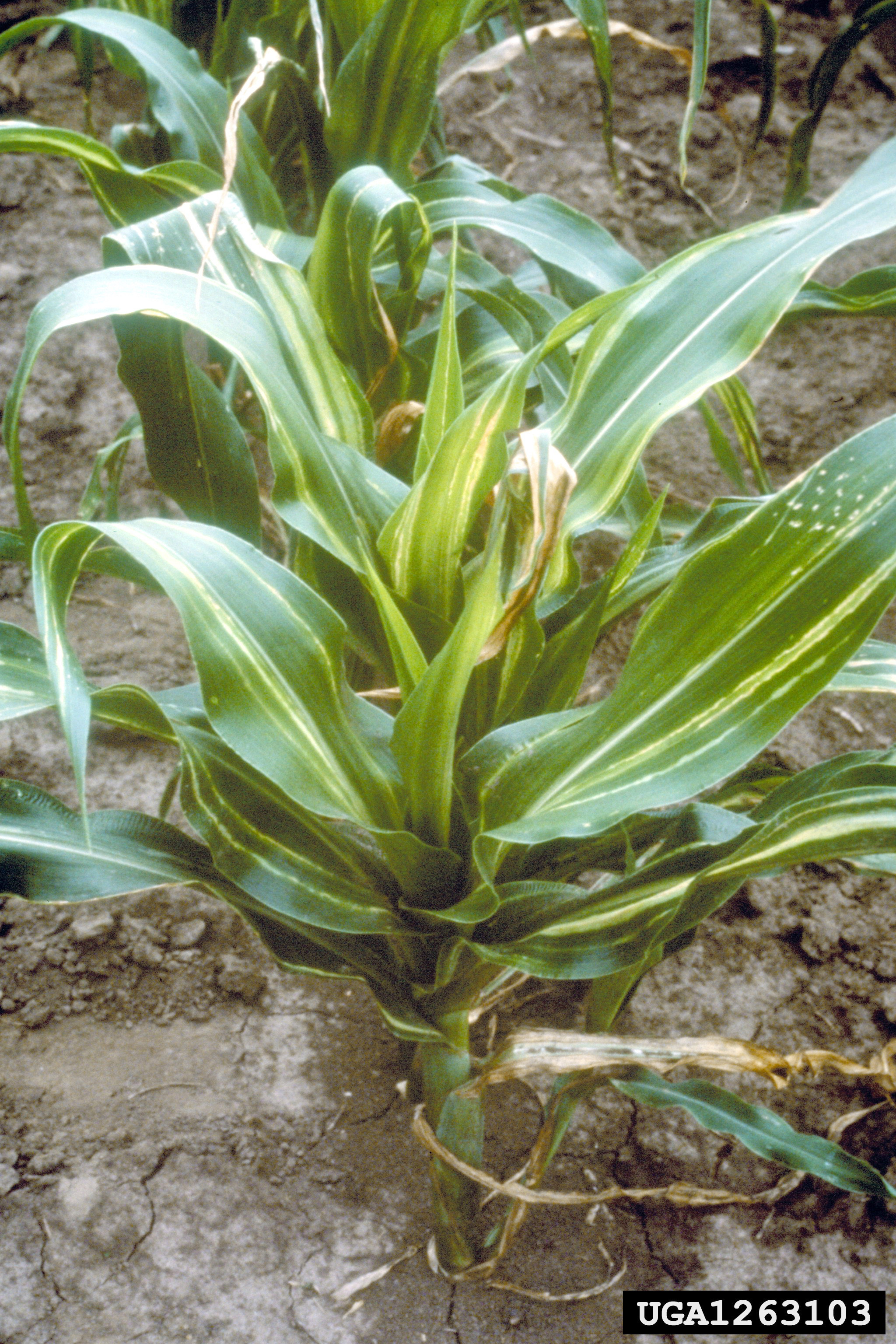 Foliar symptoms of Stewart's wilt of corn