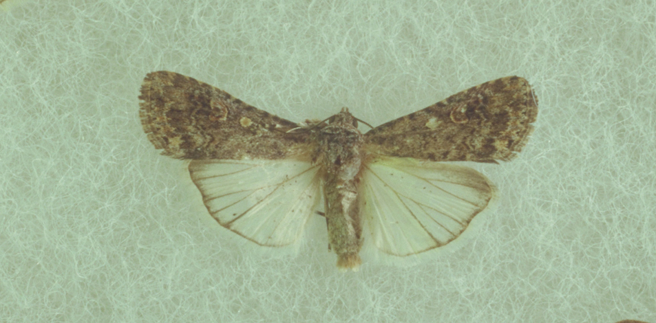 Beet armyworm moth.