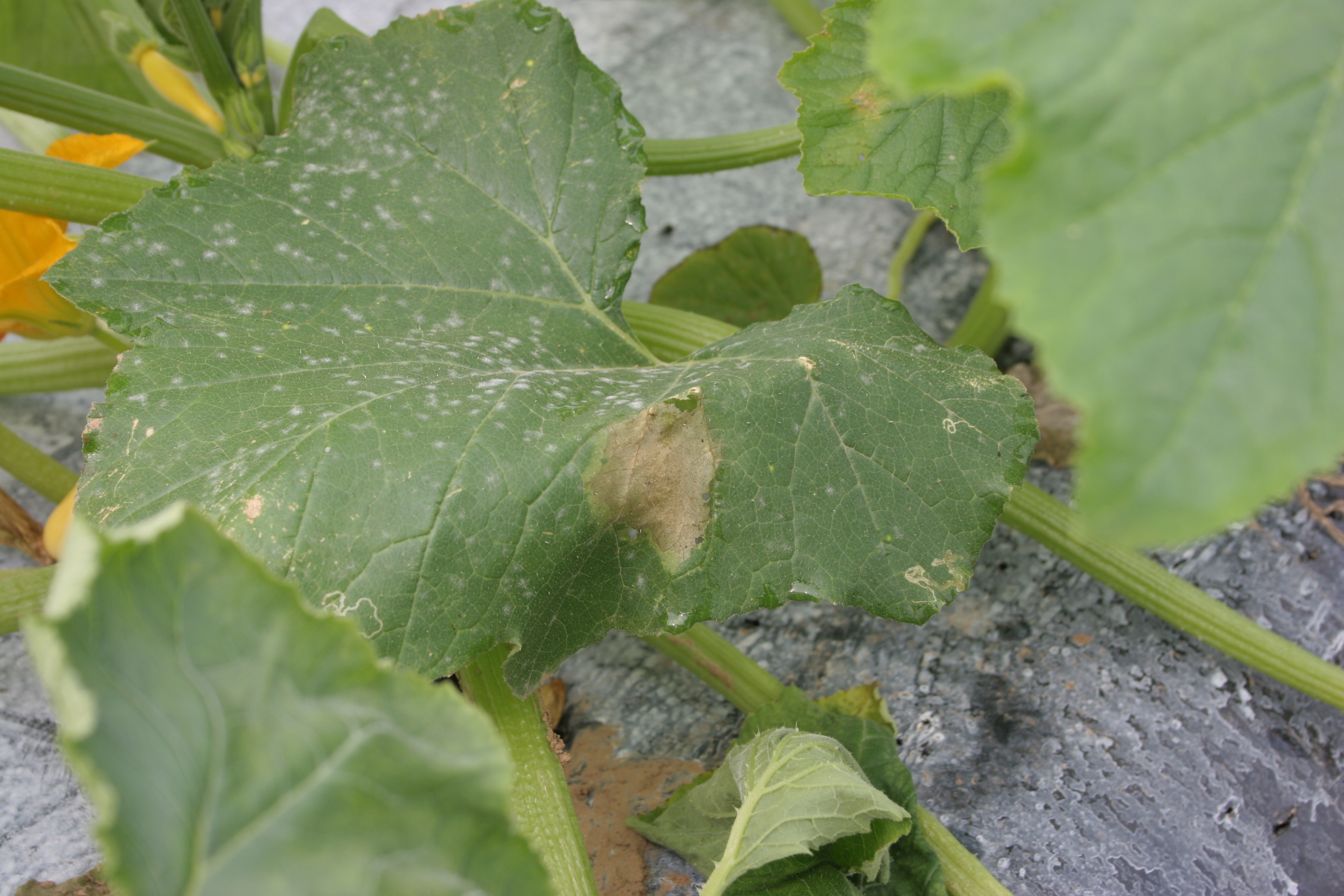 Phytophthora blight leaf lesion on yellow squash.