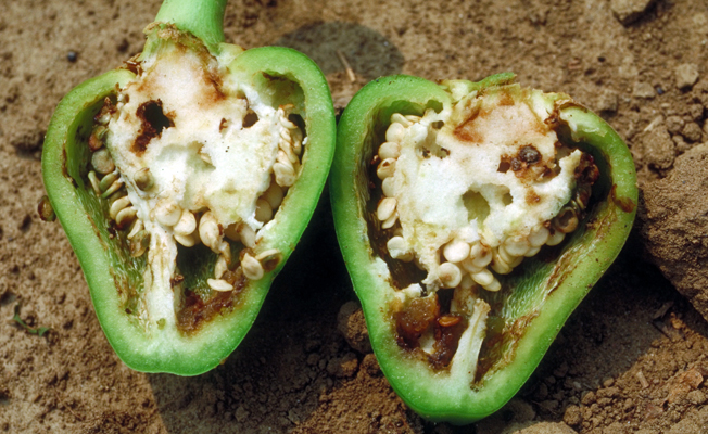 Beet armyworm damage on pepper.