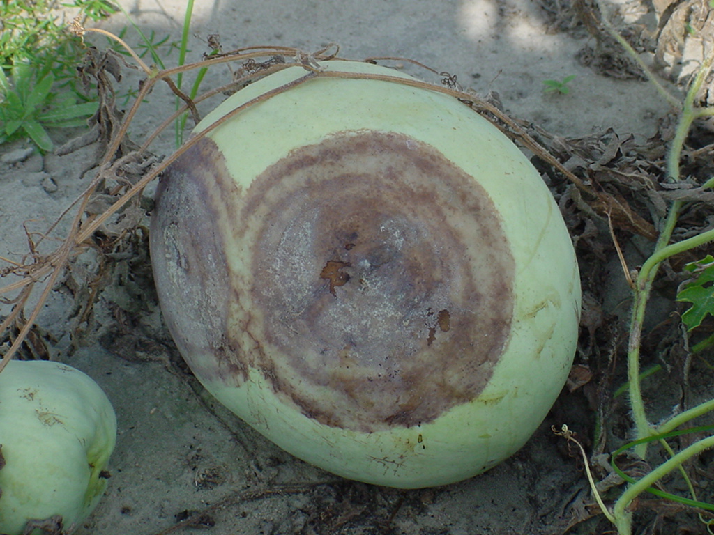 Phytophthora blight fruit rot on watermelon fruit.