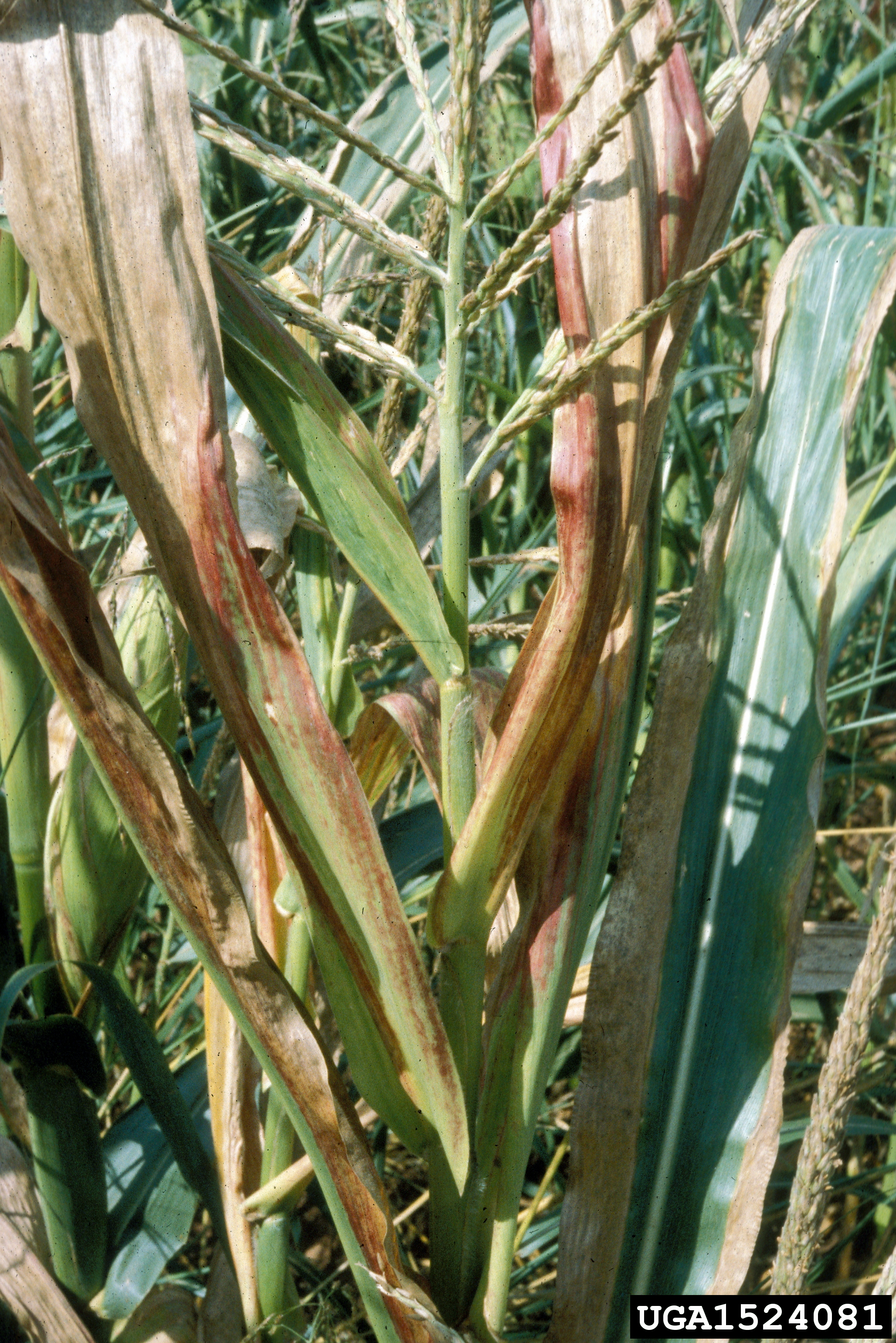 Maize chlorotic dwarf virus
