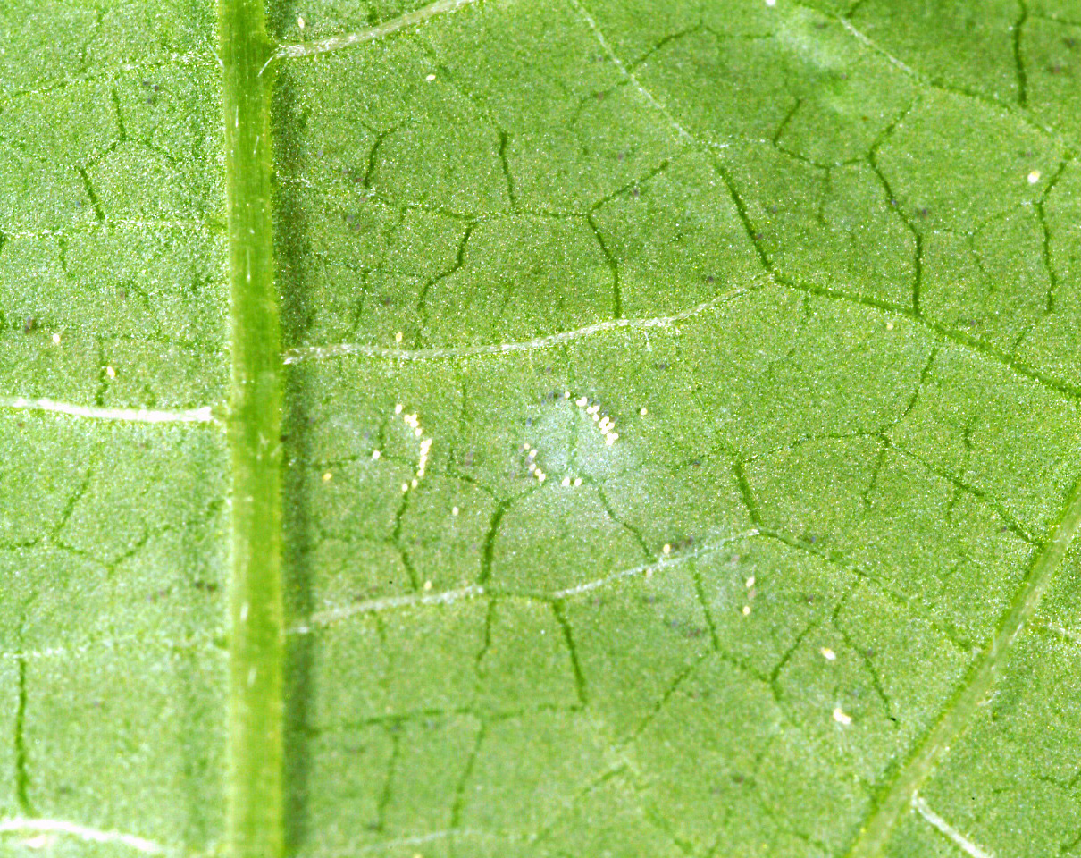 Whitefly eggs.