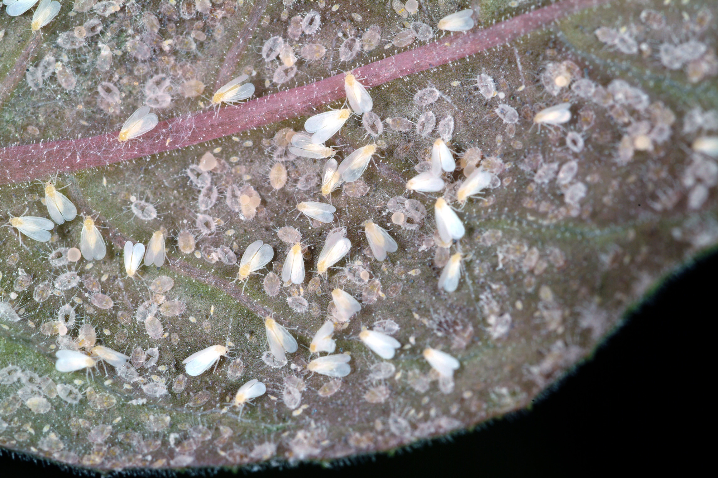 Greenhouse whitefly.