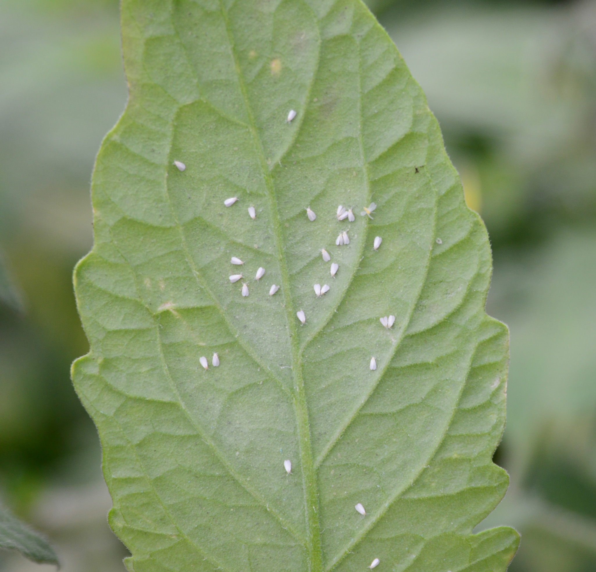 Sweetpotato whitefly.