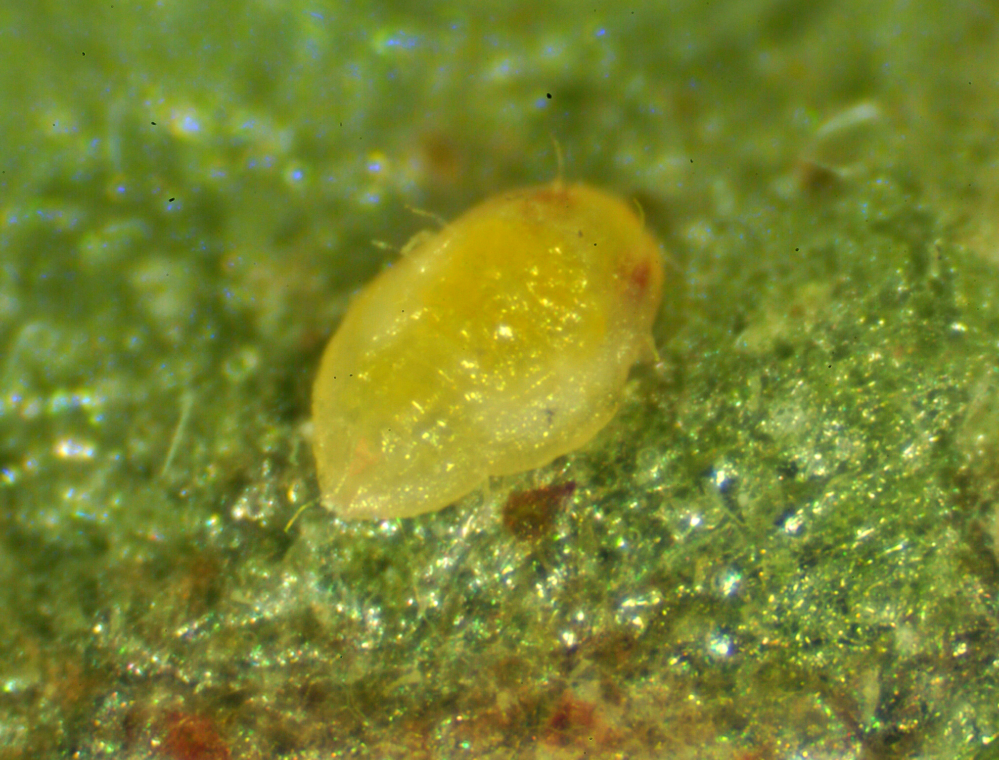 Sweetpotato whitefly nymph.