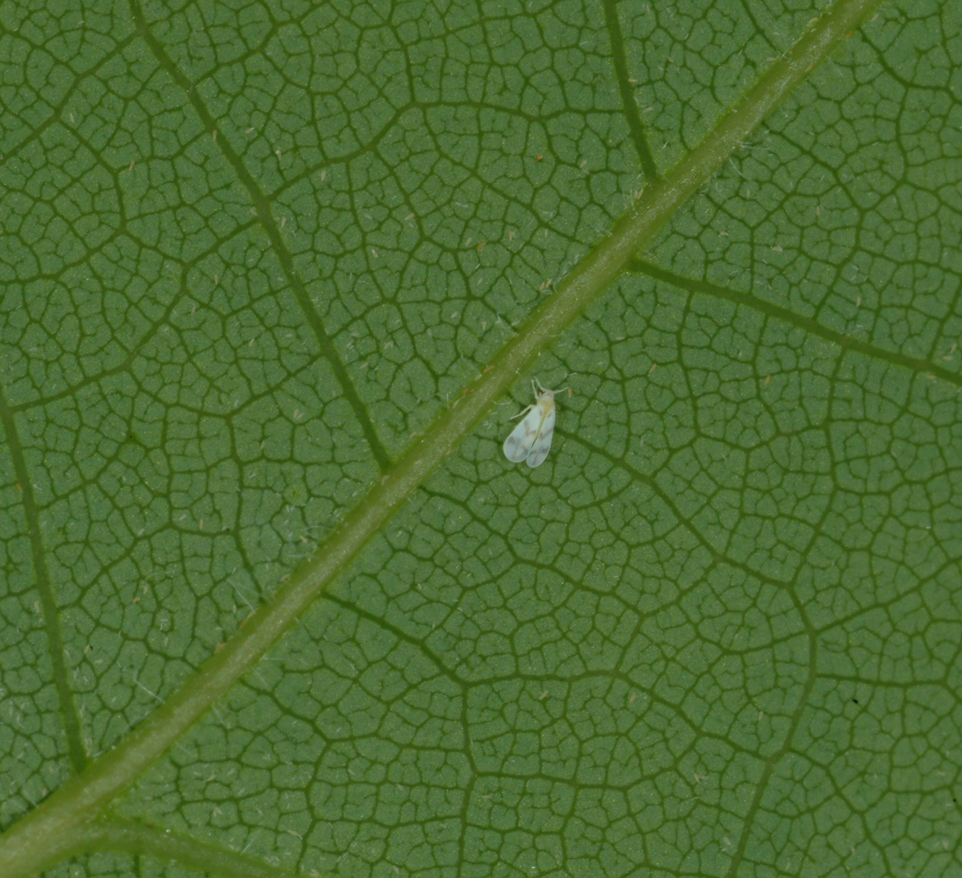 Banded wing whitefly.