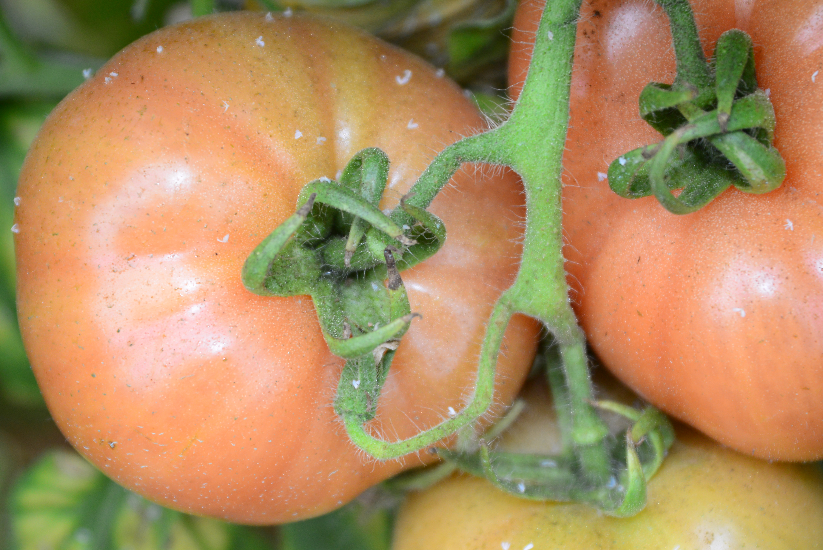 Tiny black specks of sooty mold growth on whitefly honeydew secretions.