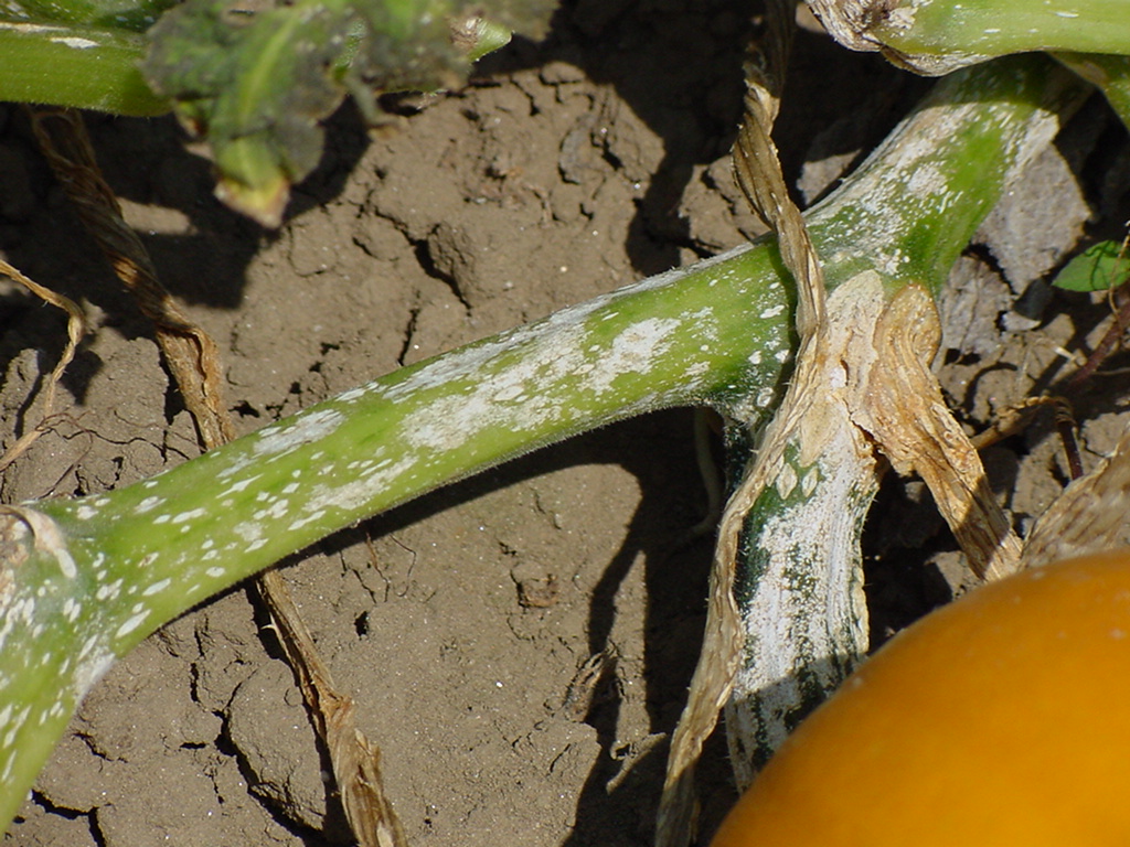 Plectosporium blight on pumpkin stem.