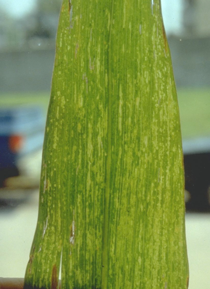 Maize dwarf mosaic virus