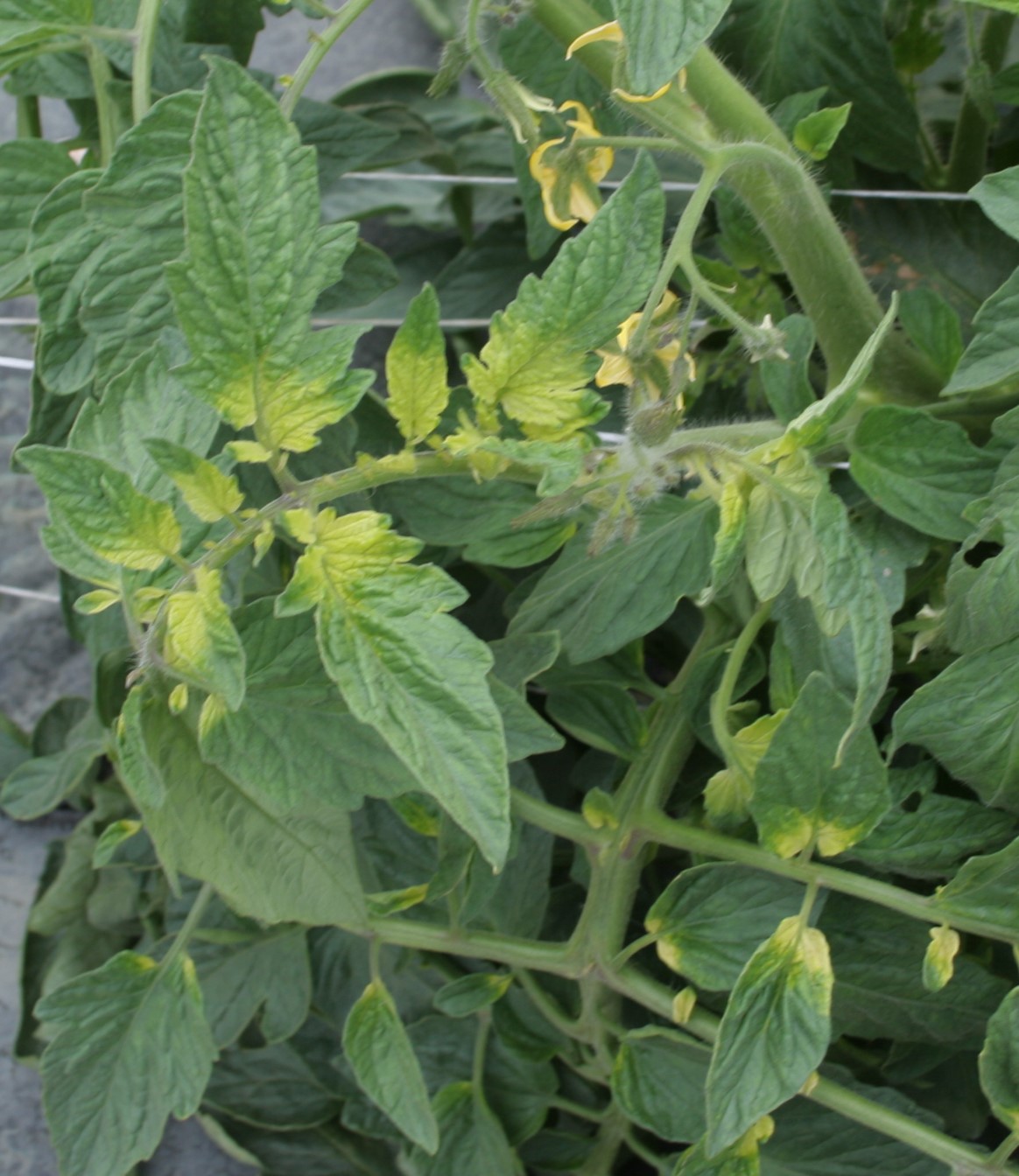 Glyphosate injury to tomato plants.