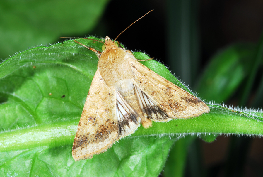 Tomato fruitworm moth.