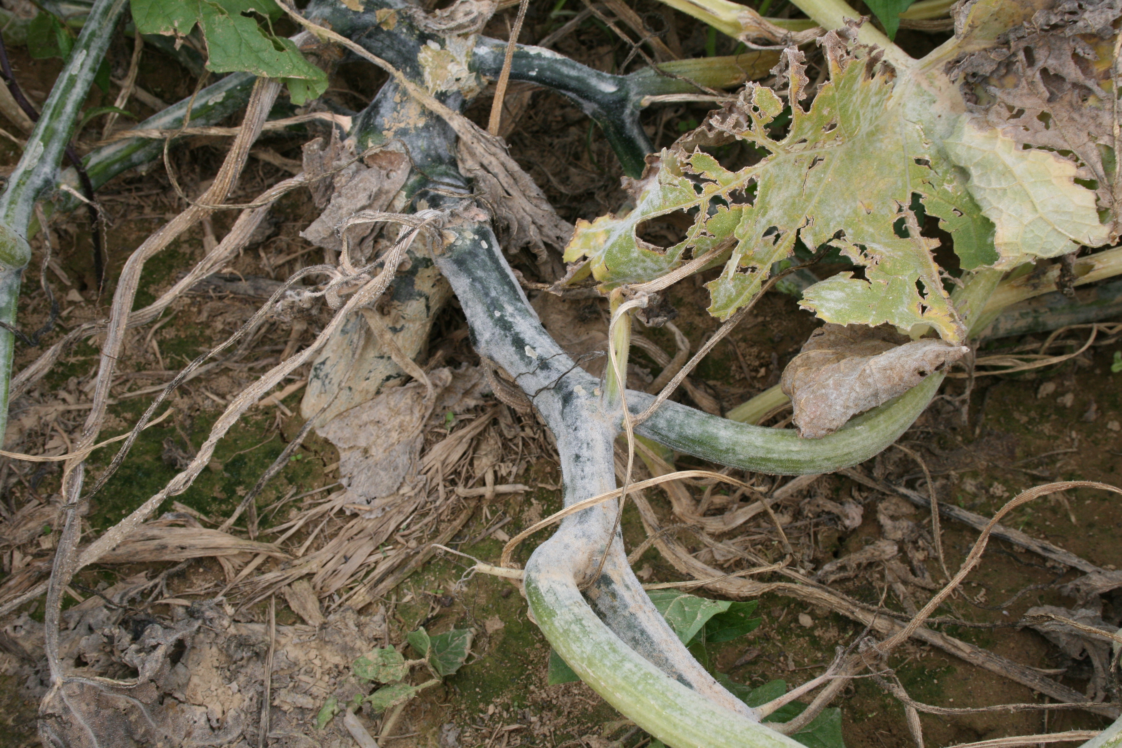 Powdery mildew on cucurbit vine.