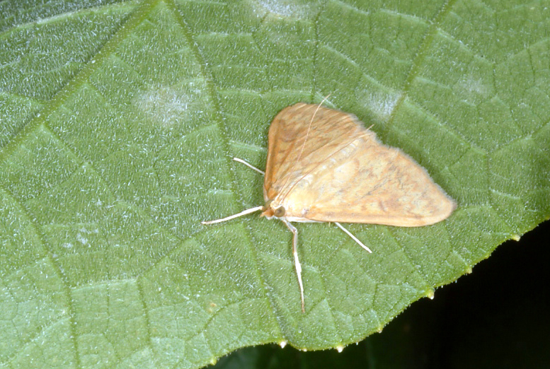 Adult female European corn borer.