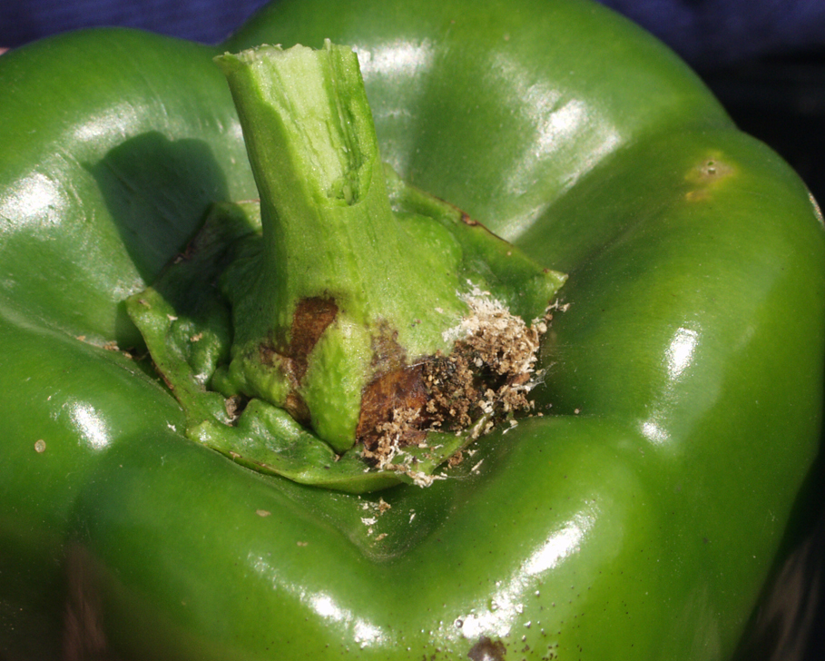 European corn borer damage on pepper.