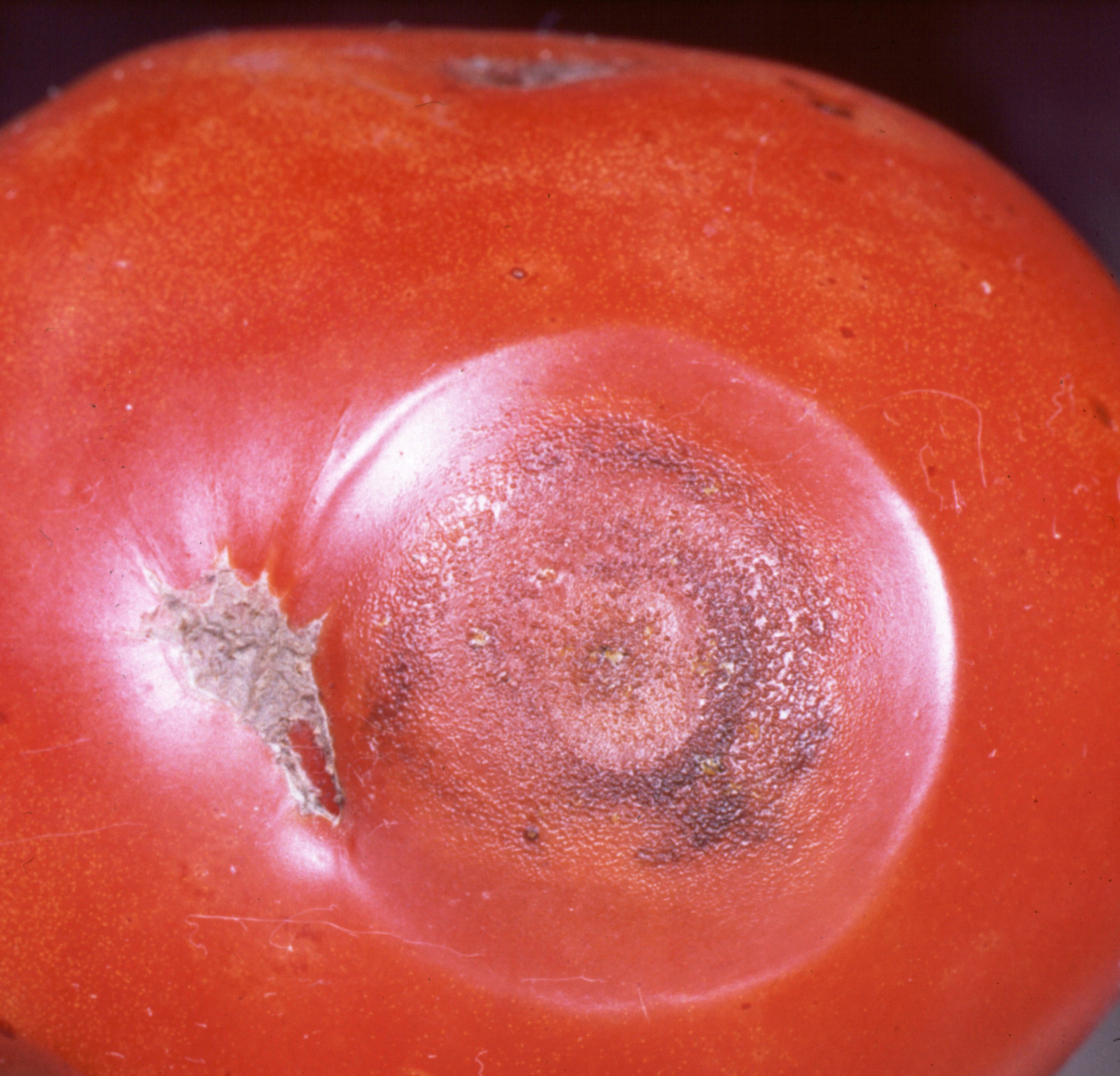 Anthracnose of Tomato | Scouting Guides for Problems of Vegetables