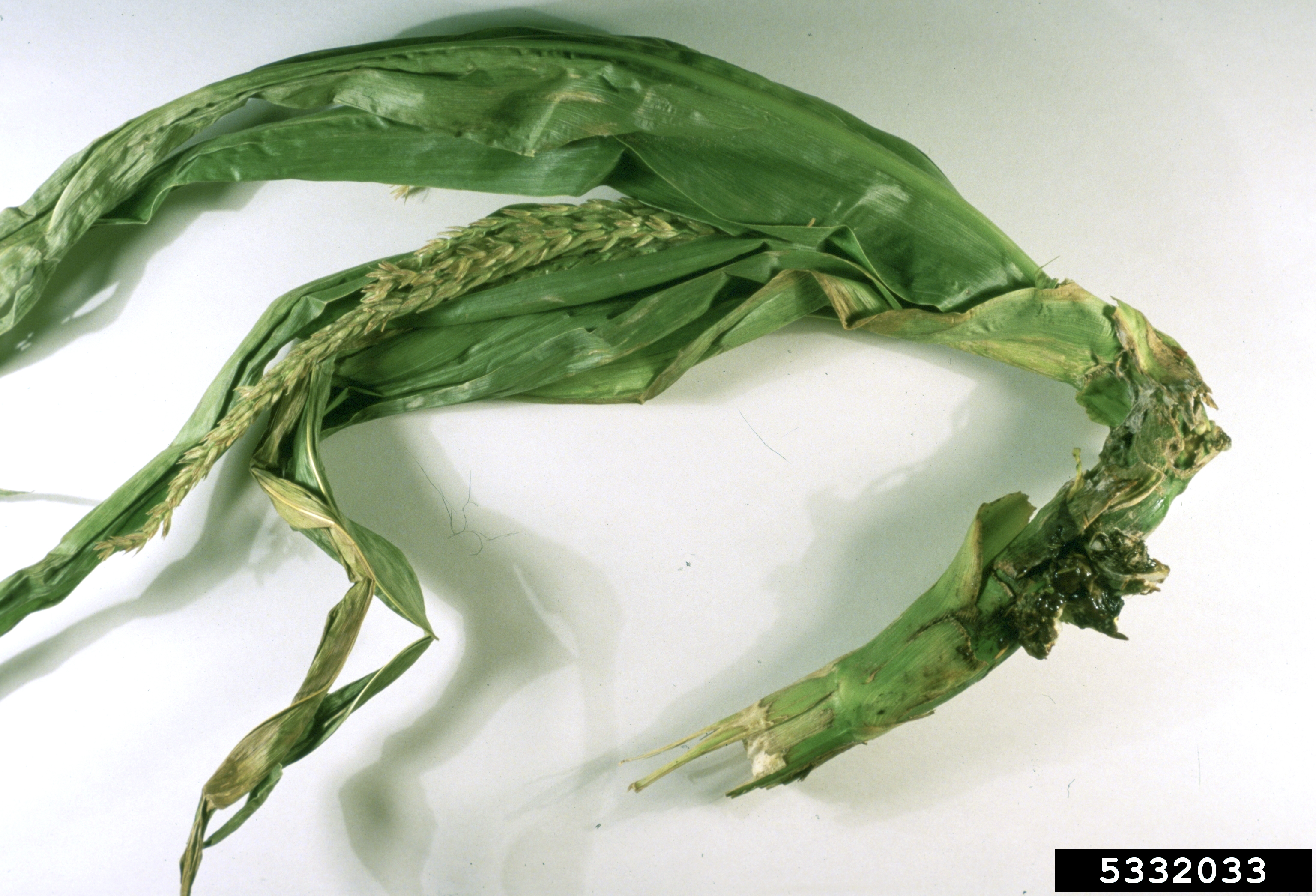 EPTC (Eradicane) injury.