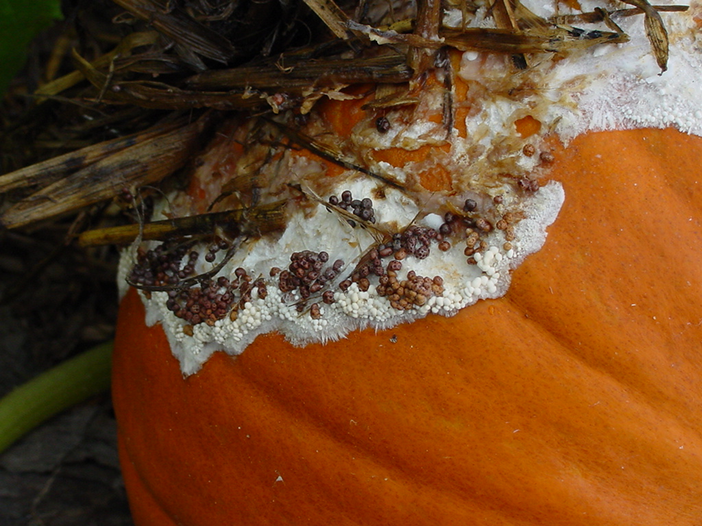 Close-up of sclerotia.