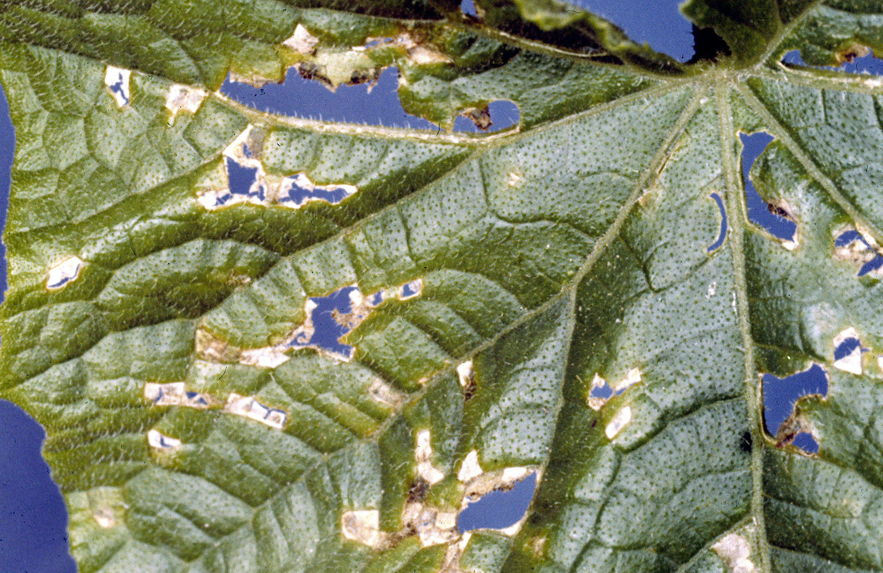 Angular leaf spot on cucumber foliage.